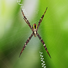 Argiope picta