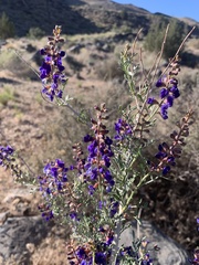 Psorothamnus arborescens