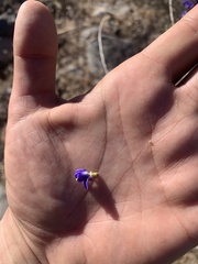 Psorothamnus arborescens