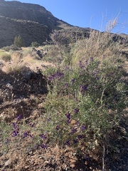 Psorothamnus arborescens