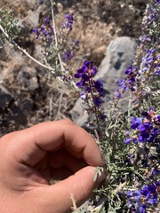 Psorothamnus arborescens