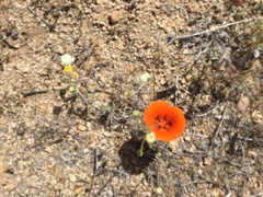 Calochortus kennedyi