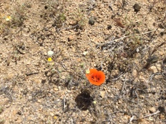 Calochortus kennedyi