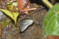 Leptophobia