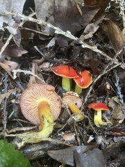 Hygrocybe laetissima