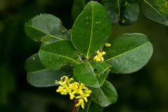 Acronychia littoralis