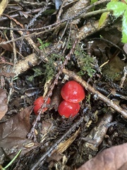 Hygrocybe laetissima