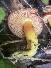 Hygrocybe laetissima