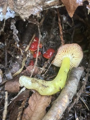 Hygrocybe laetissima