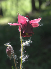 Aquilegia atrovinosa