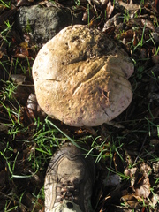 Rubroboletus eastwoodiae