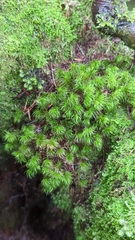 Dicranum fuscescens