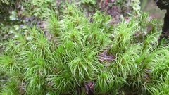 Dicranum fuscescens