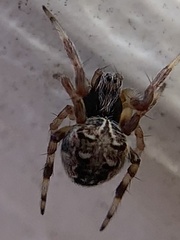 Metepeira labyrinthea