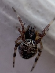 Metepeira labyrinthea