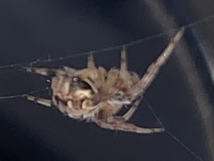 Metepeira labyrinthea