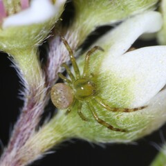 Australomisidia pilula