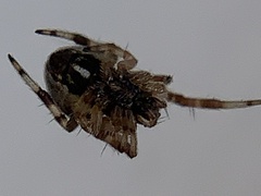 Metepeira labyrinthea