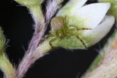 Australomisidia pilula