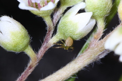 Australomisidia pilula