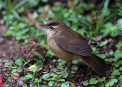 Acrocephalus bistrigiceps