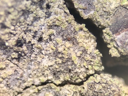 Representative image of Coppinsiella ulcerosa