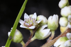 Australomisidia pilula