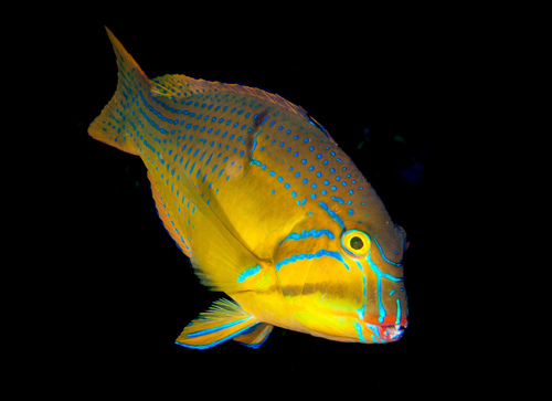 Bluespotted tuskfish (Choerodon cauteroma) — Labridae — 4