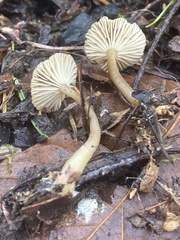 Lyophyllaceae