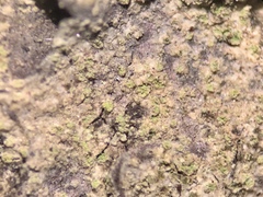 Coppinsiella ulcerosa