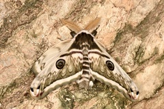 Saturnia pyretorum