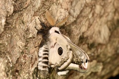 Saturnia pyretorum