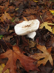 Amanita ocreata