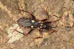 Acanthaspis geniculata