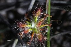 Drosera verrucata