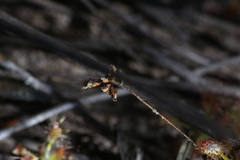 Drosera verrucata