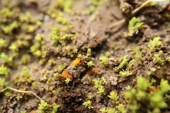 Lamprospora