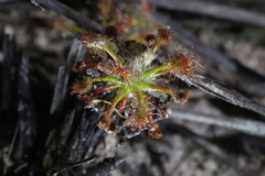 Drosera verrucata