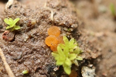 Lamprospora