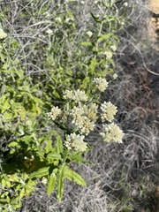 Pseudognaphalium biolettii