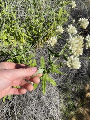 Pseudognaphalium biolettii