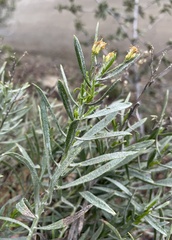 Ericameria parishii