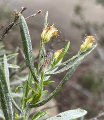 Ericameria parishii