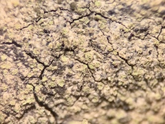 Coppinsiella ulcerosa