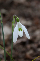 Galanthus nivalis