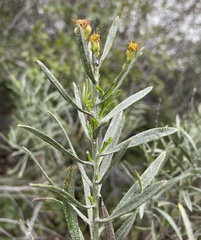 Ericameria parishii