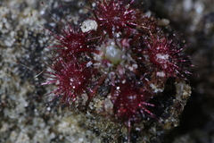 Drosera australis