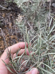 Ericameria parishii
