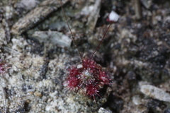 Drosera australis