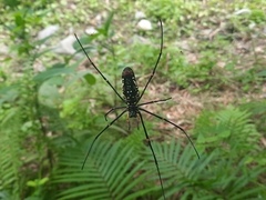 Nephila